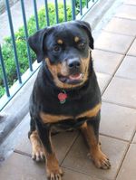 Rottie