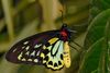 Cairns_birdwing_-_melbourne_zoo.jpg