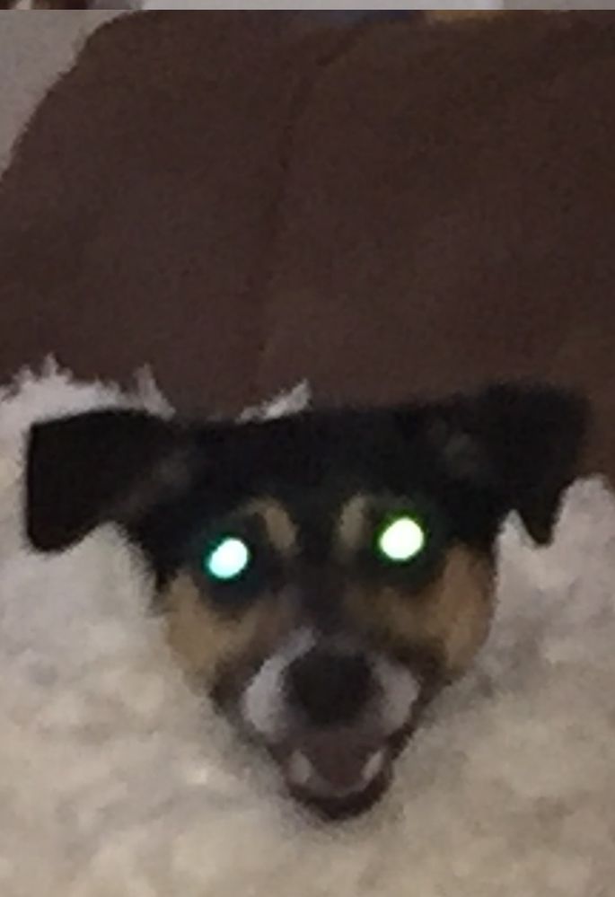 doglette.jpg