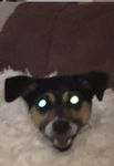 doglette.jpg