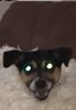 doglette.jpg