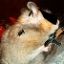 arney-the-hamster3.bmp