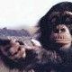 MonkeyAv.jpg
