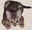 Cute Bengal Kitten.JPG