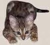 Cute Bengal Kitten.JPG
