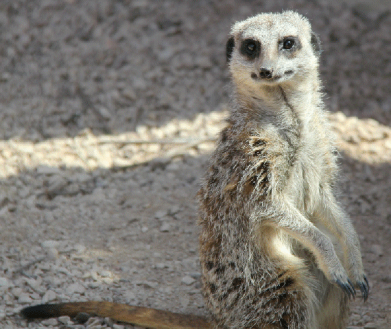 Meerkat.gif