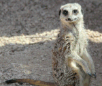 Meerkat.gif