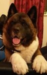 Samson alert.jpg