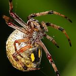 Arachne