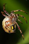 Profile (Arachne)