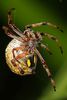 220px-Australian_orb_weaver_spinning_web.jpg