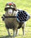 welsh rocket sheep.jpg