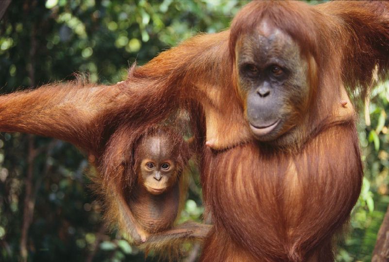 Rainforest-Animal-Pictures.jpg