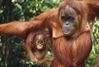 Rainforest-Animal-Pictures.jpg