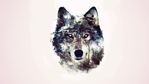 Wolf.jpg