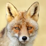 Profile (Foxtrotter)