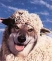 thelonewolf151.jpg