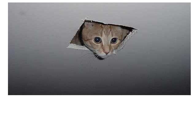 Ceilingcat.png