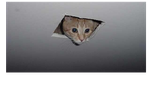 Ceilingcat.png