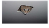 Ceilingcat.png
