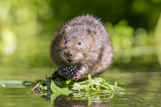 Water Vole (Ratty).jpg