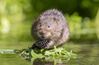 Water Vole (Ratty).jpg