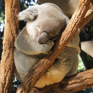 koala.jpg