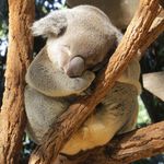 koala.jpg
