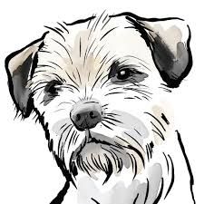 border-terrier-use-this (1).jpg
