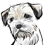 border-terrier-use-this (1).jpg