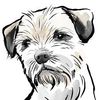 border-terrier-use-this (1).jpg