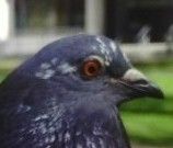 trevor_Pigeon