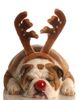 red-nose-reindeer-dog.jpg