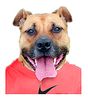 Doggy2.jpg