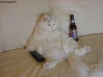 Bud Cat.jpg