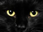 cat-pictures-black-cat-577.jpeg