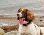 IMG_1939jazz-wales 3.JPG