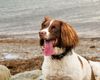 IMG_1939jazz-wales 3.JPG