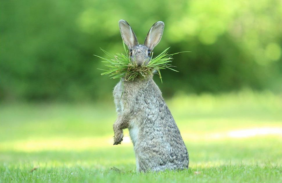 munching Hare.JPG