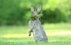 munching Hare.JPG