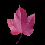 Profile (Canada_67)