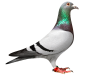 download-Pigeon-PNG-transparent-images-transparent-backgrounds-PNGRIVER-COM-20160308_51497781056dea0f71cf5e-100x75.png