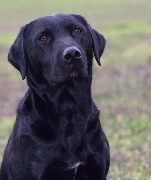 Black Lab.jpg