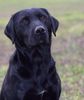 Black Lab.jpg