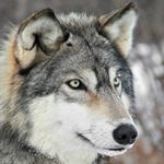 AlphaWolf_9564