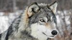 Profile (AlphaWolf_9564)