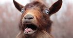 goat.jpg