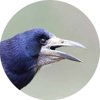 Rook_Transparent.png