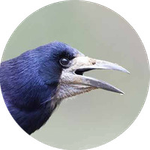 Profile (Corvus69)