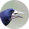 Rook_Transparent.png